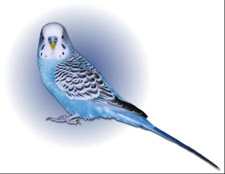 Budgie picture