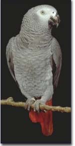African grey congo parrot