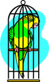 Bird in a cage