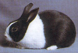 Dutch rabbit photo